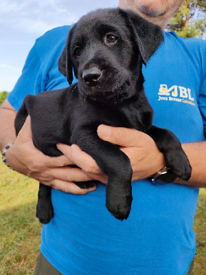 Au Val D’Etna - Labrador Retriever - Portée née le 09/05/2023