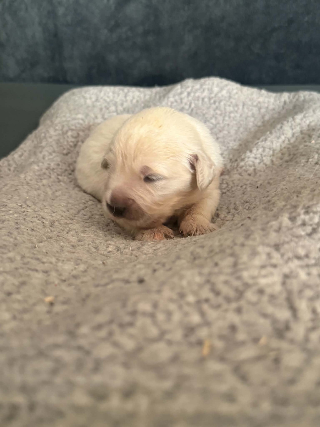 Au Val D'Etna - Chiots disponibles - Golden Retriever