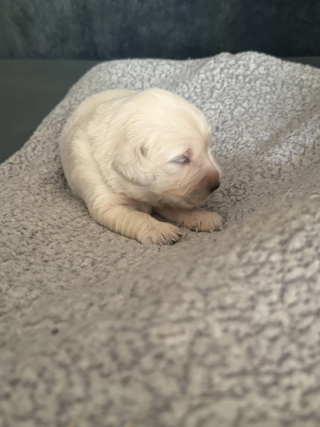 Au Val D'Etna - Chiots disponibles - Golden Retriever