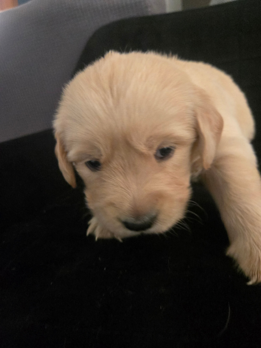 Au Val D'Etna - Chiots disponibles - Golden Retriever