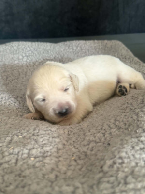 Chiot bleu
