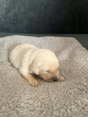 Chiot vert