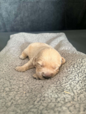 Chiot rouge
