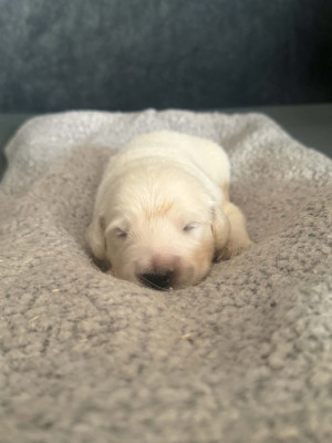 Chiot noir