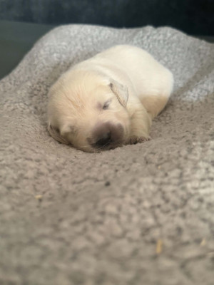 Chiot violette
