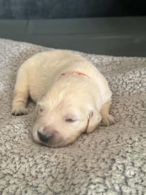 Chiot orange